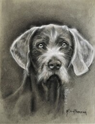 Portrait of Slovak Rough-haired Pointer